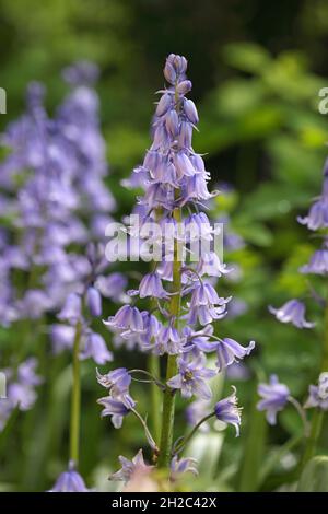 Bluebell hybride (Hyacinthoides Hyacinthoides, massartiana x x variabilis, Hyacinthoides hispanica x Hyacinthoides non-scripta), blooming Banque D'Images