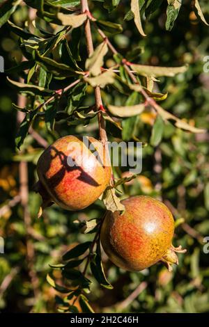 Grenade, anar (Punica granatum), branche avec grenades immatures, dinde Banque D'Images