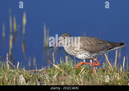 Queue rouge commune (Tringa totanus), alimentation sur terre, pays-Bas, Frise Banque D'Images