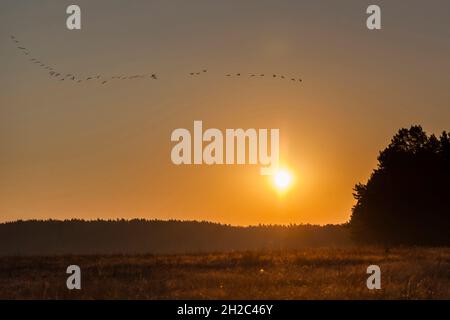 Grue commune, grue eurasienne (Grus grus), décollage des troupeaux de grues au lever du soleil, migration des oiseaux, Allemagne, Mecklembourg-Poméranie occidentale, Banque D'Images