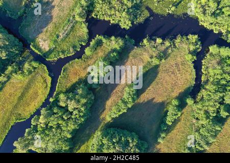 Forêt humide et zone humide à l'ouest de Beulakerpolder, pays-Bas, Overijssel, parc national de Weerribben-Wieden, Giethoorn Banque D'Images