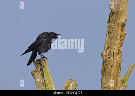 Corbeau (Corvus corone, Corvus corone corone), perché sur un arbre mort appelant, pays-Bas, Frise Banque D'Images