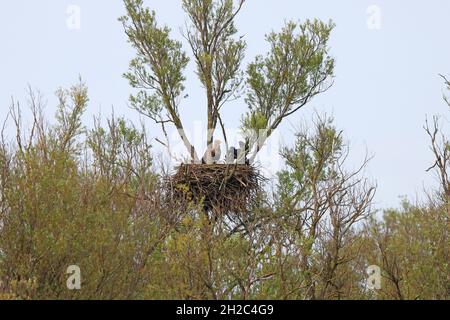 Aigle de mer à queue blanche (Haliaeetus albicilla), adulte et juvénile presque à part entière au nid, pays-Bas, Frison, Koudum Banque D'Images