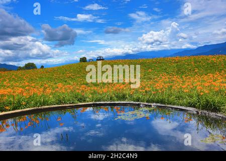 Paysage de fleurs de Daylys (Hemerocallis fulva,Orange Daylys) avec étang et réflexion Banque D'Images