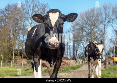 Vaches approchant, marchant sur un chemin dans un pâturage en été sous un ciel bleu Banque D'Images