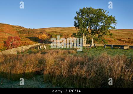 Tôt le matin, la lumière joue sur un vieux frêne dans St. Mary's Kirkyard par St.Mary's Loch.Créer une présélection Woodland Trust Tree de l'année 2021. Banque D'Images