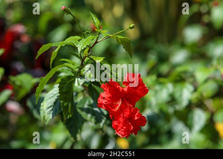 La fleur d'hibiscus rouge sur fond vert Banque D'Images