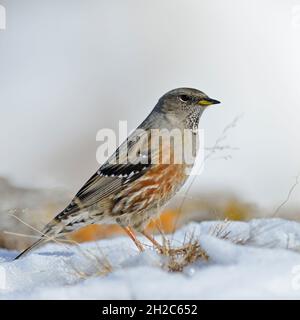 Accentor alpin ( Prunella collaris ) debout dans la fonte de la neige, l'herbe passe, fin de l'hiver dans les alpes, la faune, l'Europe. Banque D'Images