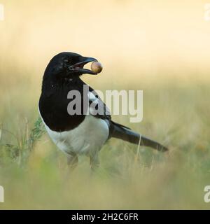 La Magpie eurasienne ( Pica pica ), jeune oiseau, portant une corne dans son bec pour la cacher pour le stock alimentaire d'hiver, en regardant autour avec soin, la faune, l'Europe Banque D'Images