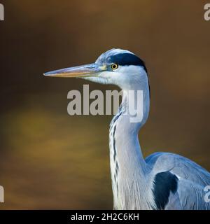 Héron gris ( Ardea cinerea ), gros plan, détail de la tête tourné en face d'un fond de couleur automnale, faune, Europe. Banque D'Images