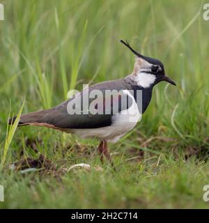 Lapwing du Nord ( Vanellus vanellus ), femelle adulte, dans un grand pré, environnement typique, faune, Europe. Banque D'Images