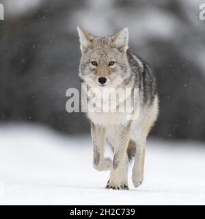 Coyote ( Canis latrans ), en hiver, marche sur neige gelée, chute de neige légère, observation, fond naturel, plan frontal,proche, contact visuel, faune, Banque D'Images