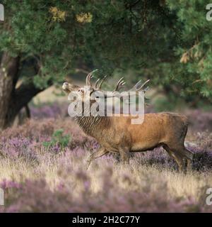 Red Deer ( Cervus elaphus ), forte stag, menaçant un rival par le comportement d'affichage, rout dans la bruyère pumplische en fleur, Europe. Banque D'Images