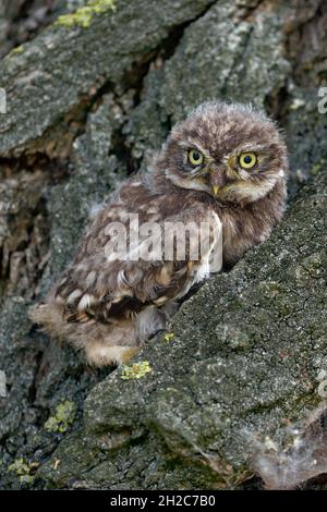 Petite chouette ( Athene noctua ), jeune fille mignonne, petite poussette, chouette, assise,Se cachant dans l'écorce d'un arbre avec ses yeux jaunes larges ouverts, faune, UE Banque D'Images