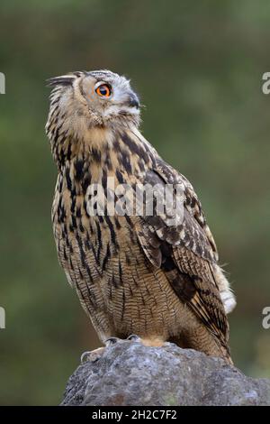Hibou de l'aigle eurasien ( Bubo bubo ) perchée sur une roche en face d'un fond vert naturel, en regardant vers l'arrière, vue latérale, faune, Europe. Banque D'Images