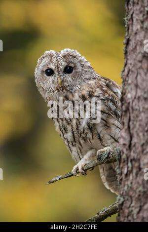 Tawny Owl ( Strix aluco ) perché haut dans un arbre, regarde avec de grands yeux lumineux autour, fond automnal coloré, Europe. Banque D'Images