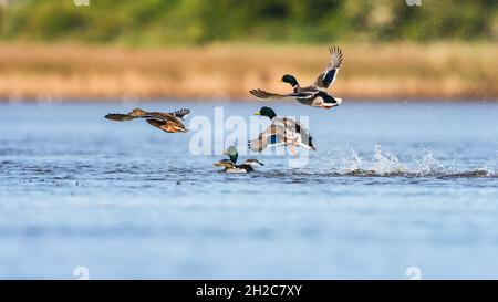 Oiseaux en cour - femelles et mâles de Canard colvert, Canard colvert, Anas platyrhynchos Banque D'Images