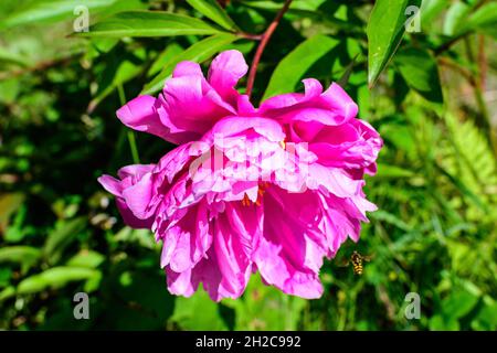 Bush avec une grande fleur de pivoine délicate dans un jardin lors d'une journée de printemps ensoleillée, magnifique arrière-plan floral extérieur photographié avec une mise au point sélective Banque D'Images