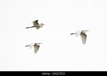 Trois grands aigrettes, Ardea alba, en vol au-dessus de Pantanal.Pantanal, Mato Grosso, Brésil Banque D'Images