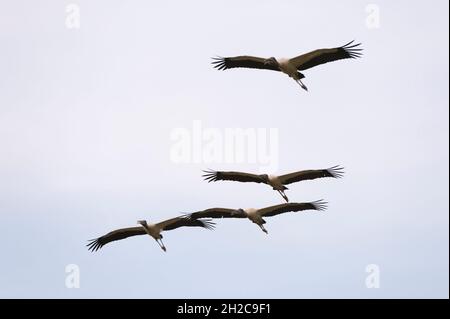 Cigognes en bois, Mycteria americana, en vol. Banque D'Images