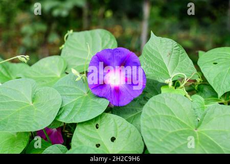 Une délicate fleur bleu vif et pourpre de la gloire du matin plante dans un jardin dans un jardin ensoleillé d'été, extérieur floral fond photographié avec s. Banque D'Images