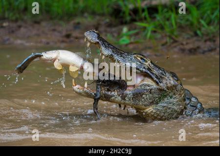 Un yacare caiman (Caiman crocodylus yacare), prenant un poisson tigre (Hoplias malabaricus), attrapant un poisson.Rio Negrinho, Pantanal, Mato Grosso, Brésil. Banque D'Images