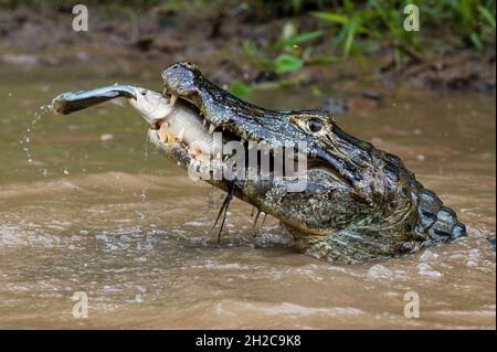 Un caïman Yacare, Caiman crocodylus yacare, attrapant un poisson tigre, Hoplias malabaricus, attrapant un poisson dans le Rio Negrinho.Pantanal, Mato Grosso, Bra Banque D'Images