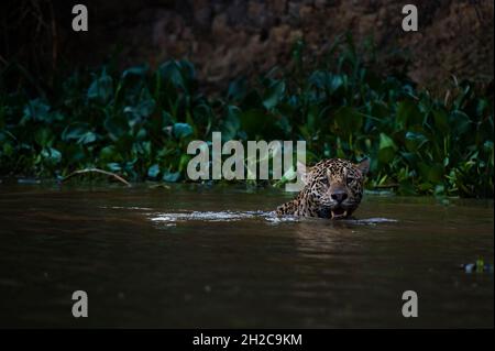 Une jaguar, Panthera onca, dans la rivière.Pantanal, Mato Grosso, Brésil Banque D'Images