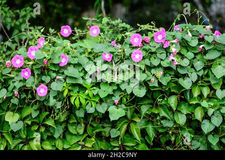 De nombreuses fleurs roses vives et délicates de la gloire du matin plantent dans un jardin dans un jardin ensoleillé d'été, fond floral extérieur photographié avec une mise au point douce Banque D'Images