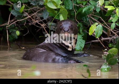 Une loutre géante, Pteronura brasiliensis, se reposant dans une rivière.Mato Grosso do Sul, Brésil. Banque D'Images