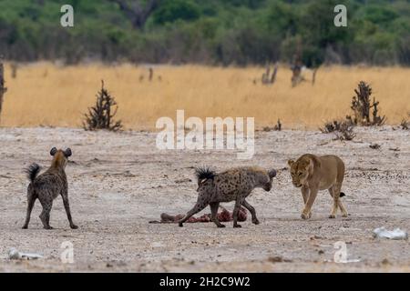Hyenas, Crocuta crocuta, avec une carcasse, volé à une lionne, Panthera leo.Savuti, parc national de Chobe, Botswana Banque D'Images