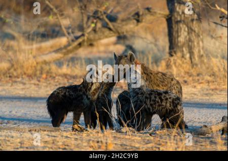 Une hyène tachetée, Crocuta crocuta, avec ses petits.Delta d'Okavango, Botswana. Banque D'Images