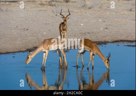 Trois impalas, Aepyceros melampus, un mâle et deux femelles, buvant dans un trou d'eau.Kalahari, Botswana Banque D'Images