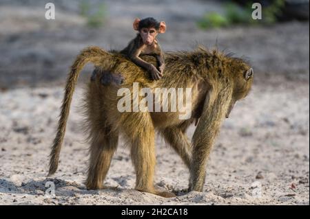 Un babouin de chacma, Papio ursinus, transportant un nouveau-né dans le parc national de Chobe, au Botswana.Botswana. Banque D'Images