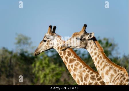 Un portrait de deux girafes mâles du sud, Giraffa camelopardalis giraffa.Delta d'Okavango, Botswana. Banque D'Images