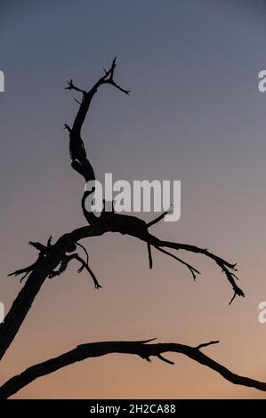 Un léopard, Panthera pardus, se reposant sur le sommet d'un arbre au crépuscule.Delta d'Okavango, Botswana. Banque D'Images