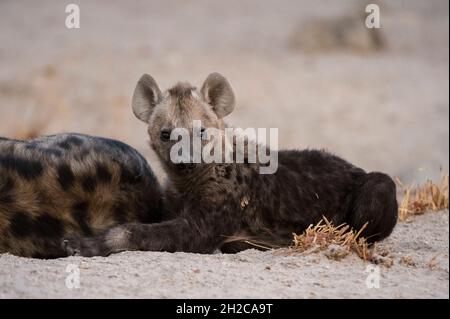 Un cub de hyena tacheté, Crocuta crocuta, au den dans la concession Khwai du delta d'Okavango.Botswana. Banque D'Images