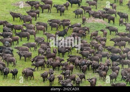 Une vue aérienne d'un troupeau de buffles africains, Syncerus caffer.Delta d'Okavango, Botswana. Banque D'Images