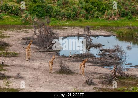 Une vue aérienne des girafes du sud, Giraffa camelopardalis, courant.Delta d'Okavango, Botswana. Banque D'Images