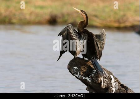 Un darter africain, Anhinga rufa, asséchant ses ailes par l'eau.Parc national de Chobe, Botswana. Banque D'Images