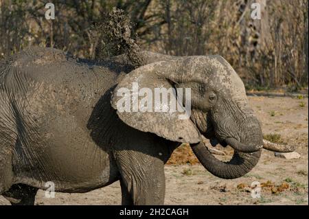 Portrait d'un éléphant d'Afrique, Loxodonta africana, qui se coud dans un trou d'eau.Savute Marsh, parc national de Chobe, Botswana. Banque D'Images