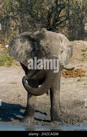 Portrait d'un éléphant d'Afrique, Loxodonta africana, qui se coud dans un trou d'eau.Savute Marsh, parc national de Chobe, Botswana. Banque D'Images