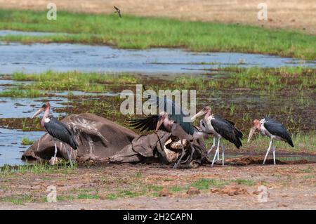 Un groupe de cigognes de marabout, Leptoptilos crumeniferus, qui s'embât d'une carcasse d'éléphant d'Afrique.Zone de concession Khwai, Okavango, Botswana. Banque D'Images