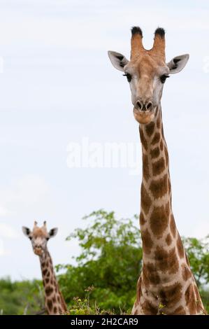 Un portrait de deux girafes méridionales, Giraffa camelopardalis.Zone de concession Khwai, Okavango, Botswana. Banque D'Images