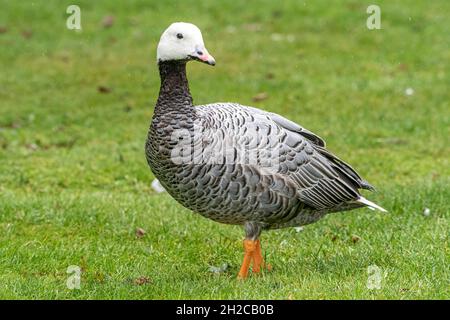 L'oie de l'empereur, Anser canagicus de la famille Anatidae, également connue sous le nom d'oie de plage, ou l'oie peinte dans la pluie britannique. Banque D'Images