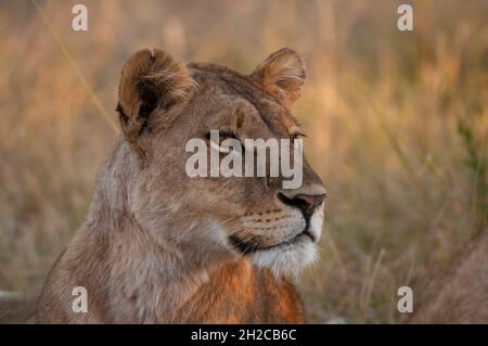 Portrait d'une lionne, Panthera leo.Zone de concession Khwai, delta d'Okavango, Botswana. Banque D'Images