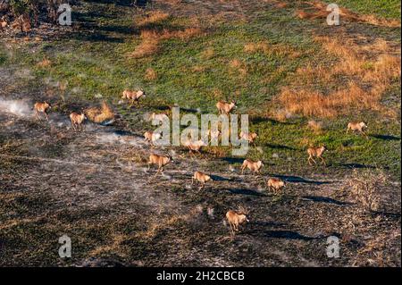 Vue aérienne des antilopes roanes, Hippotragus equinus, course à pied.Delta d'Okavango, Botswana. Banque D'Images