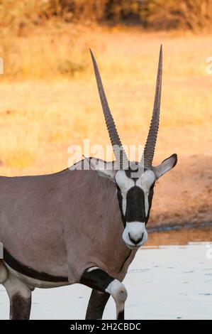 Portrait d'un gemsbok, Oryx gazella, regardant la caméra.Réserve de gibier du Kalahari central, Botswana. Banque D'Images