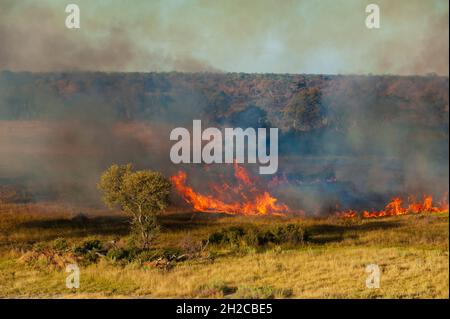 Vue aérienne d'un feu de brousse dans le delta d'Okavango.Delta d'Okavango, Botswana. Banque D'Images