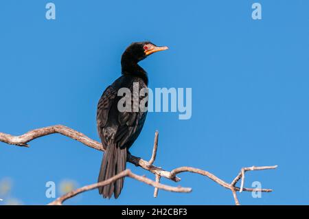 Un cormoran à roseau, Phalacrocorax africanus, perché sur une branche d'arbre.Rivière Chobe, parc national de Chobe, Kasane, Botswana. Banque D'Images